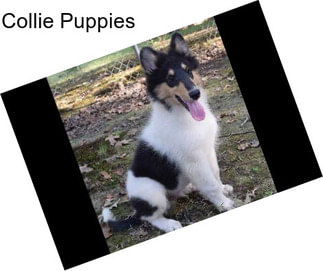 Collie Puppies