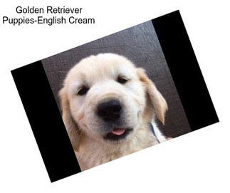 Golden Retriever Puppies-English Cream