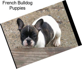 French Bulldog Puppies