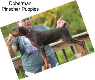 Doberman Pinscher Puppies
