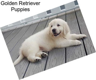 Golden Retriever Puppies