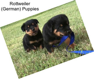Rottweiler (German) Puppies