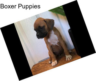 Boxer Puppies