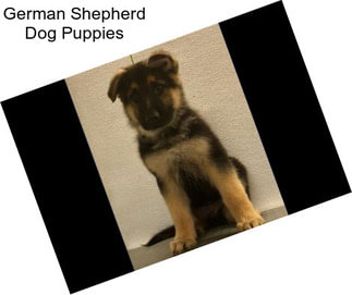 German Shepherd Dog Puppies