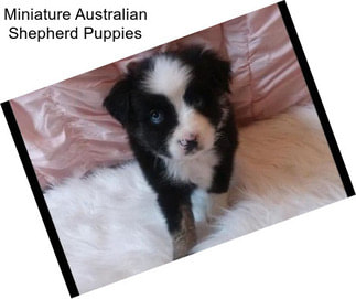 Miniature Australian Shepherd Puppies