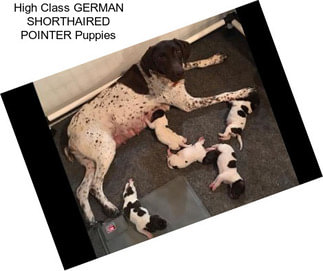 High Class GERMAN SHORTHAIRED POINTER Puppies