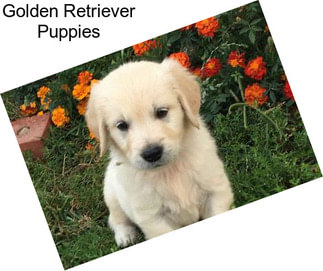 Golden Retriever Puppies