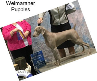 Weimaraner Puppies