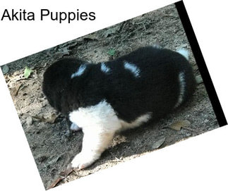 Akita Puppies