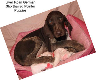 Liver Roan German Shorthaired Pointer Puppies