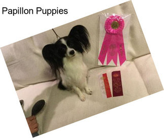 Papillon Puppies