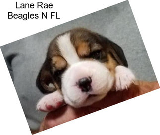 Lane Rae Beagles N FL