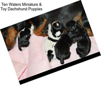 Ten Waters Miniature & Toy Dachshund Puppies
