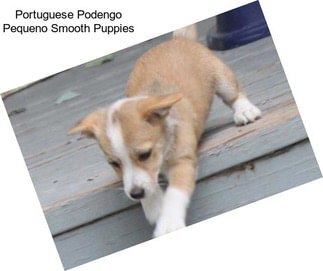 Portuguese Podengo Pequeno Smooth Puppies