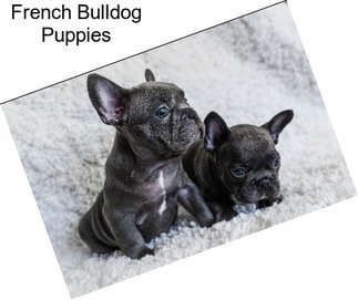 French Bulldog Puppies