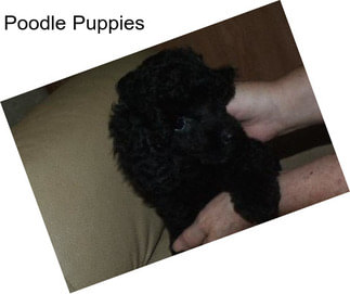 Poodle Puppies