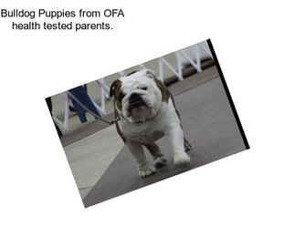 Bulldog Puppies from OFA health tested parents.