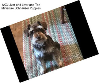 AKC Liver and Liver and Tan Miniature Schnauzer Puppies