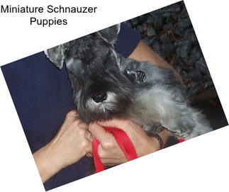 Miniature Schnauzer Puppies