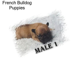 French Bulldog Puppies