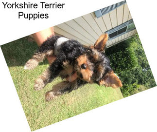 Yorkshire Terrier Puppies