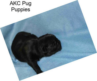 AKC Pug Puppies