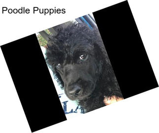 Poodle Puppies