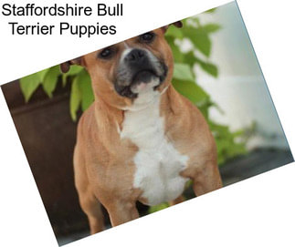 Staffordshire Bull Terrier Puppies