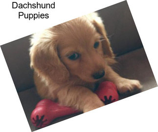 Dachshund Puppies