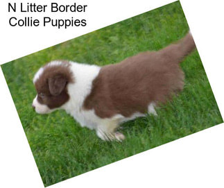 N Litter Border Collie Puppies