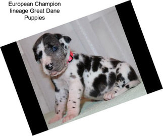 European Champion lineage Great Dane Puppies