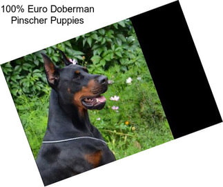 100% Euro Doberman Pinscher Puppies