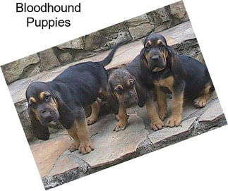 Bloodhound Puppies