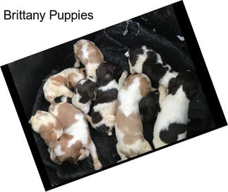 Brittany Puppies