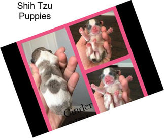 Shih Tzu Puppies