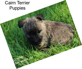 Cairn Terrier Puppies