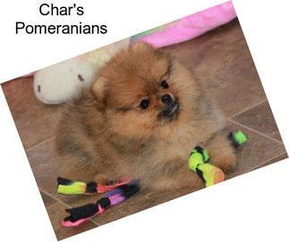 Char\'s Pomeranians