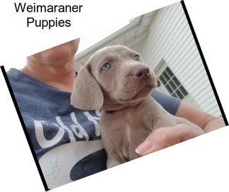 Weimaraner Puppies