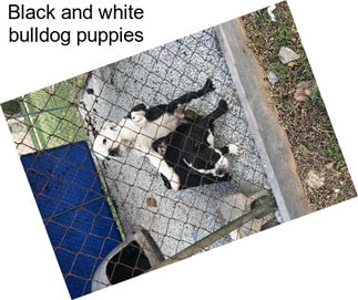 Black and white bulldog puppies