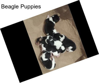 Beagle Puppies