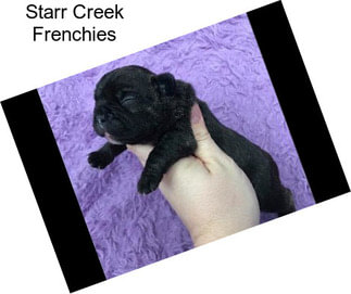 Starr Creek Frenchies