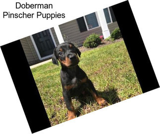 Doberman Pinscher Puppies