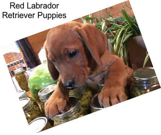 Red Labrador Retriever Puppies