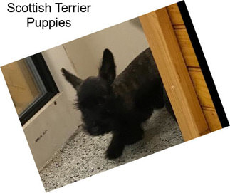 Scottish Terrier Puppies