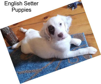 English Setter Puppies