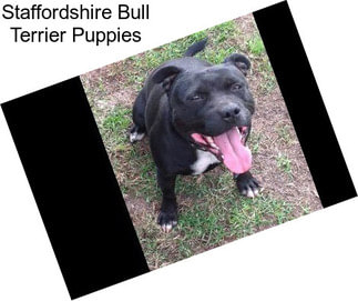 Staffordshire Bull Terrier Puppies