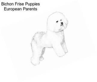 Bichon Frise Puppies European Parents