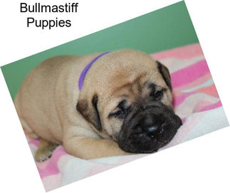 Bullmastiff Puppies