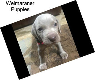 Weimaraner Puppies