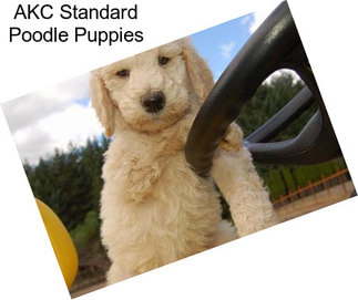 AKC Standard Poodle Puppies